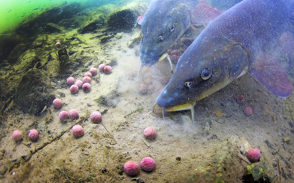 HOW FISH COMMUNICATE Angling Times